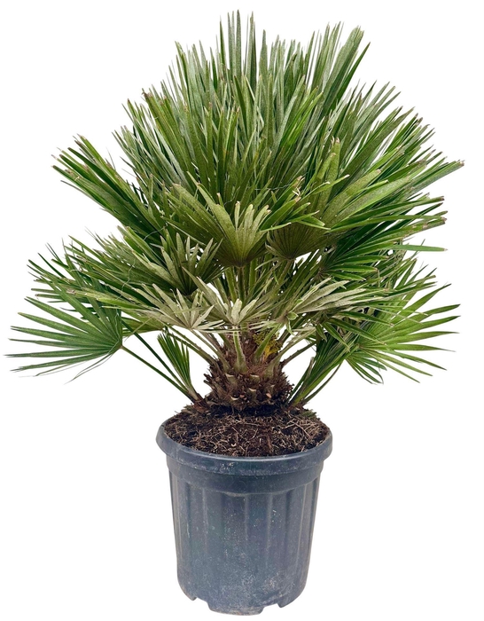 <h4>Chamaerops humilis</h4>