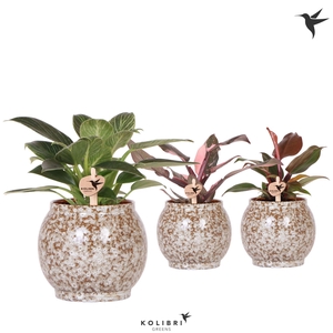 Kolibri Greens Philodendron mix in Safari pot