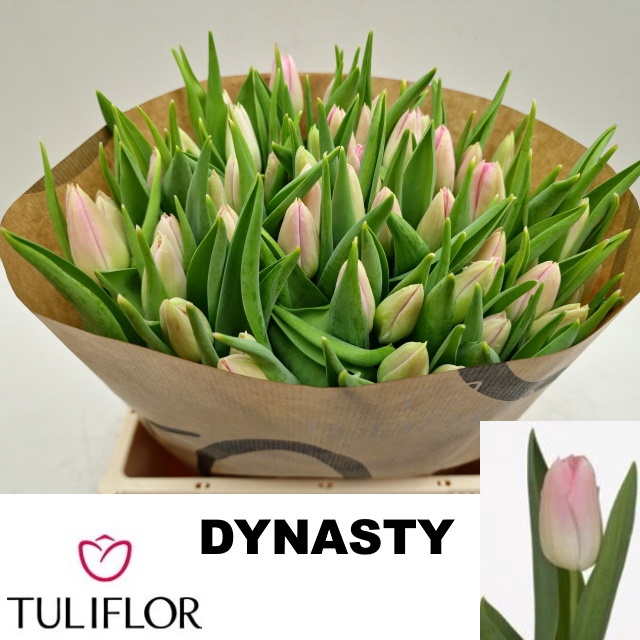 <h4>TU EN DYNASTY</h4>