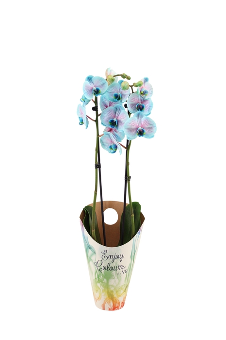 <h4>Enjoy Potcover Phal I Am Bubblegum 2T14+</h4>