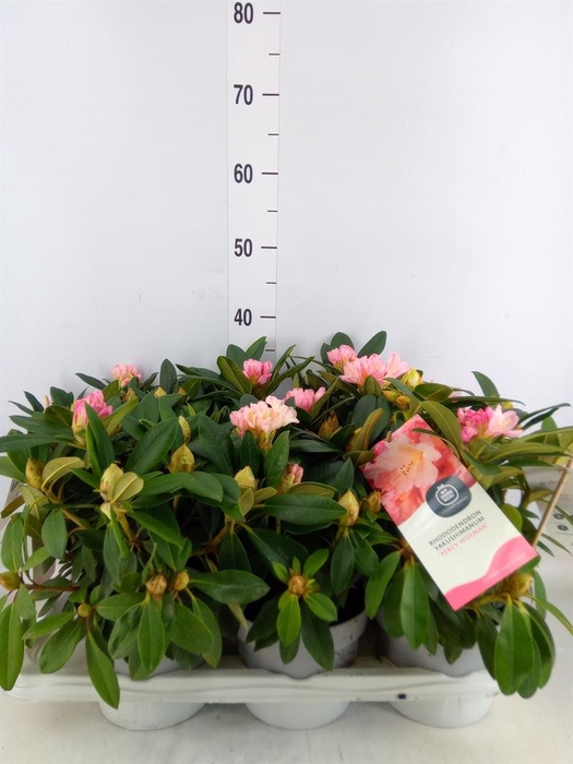 <h4>Rhododendron   ...</h4>