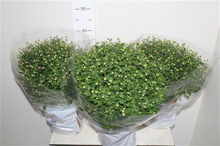 <h4>Chrysanthemum Karmixart P19.</h4>