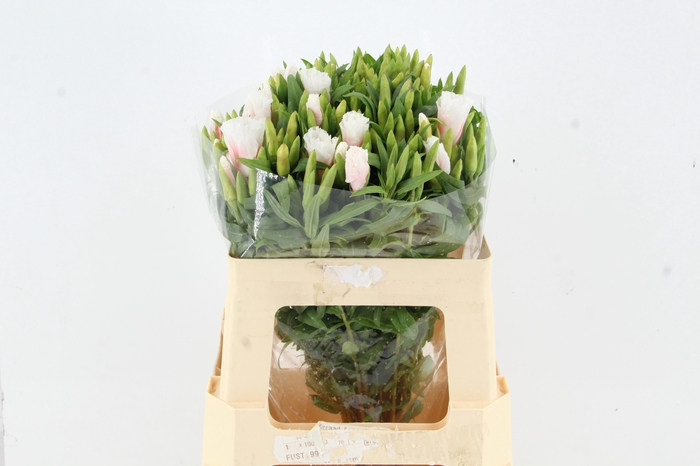 <h4>GODEZIA BICOLER</h4>