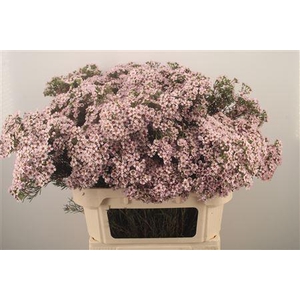 Chamelaucium Jupiter Sol