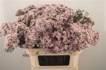 <h4>Chamelaucium Jupiter Sol</h4>