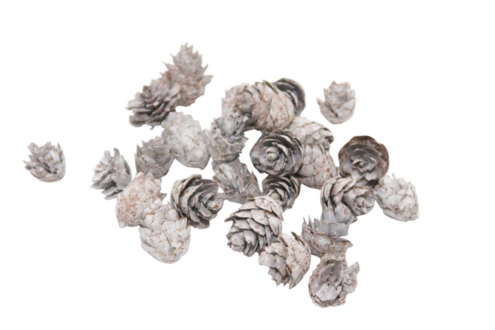 Pinecone Baby 150g L2