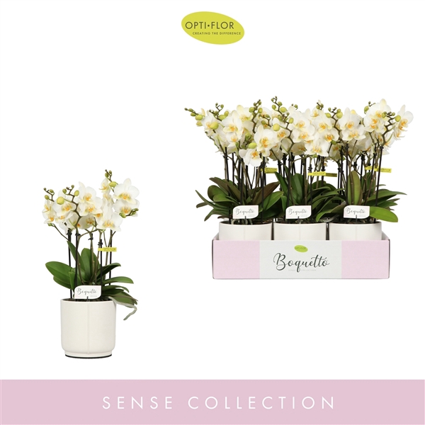 <h4>Boquetto Beauty 3-5 spike in Lazio White</h4>