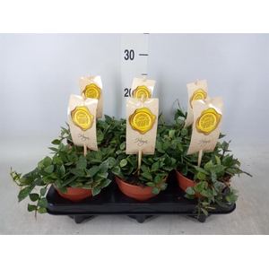 Hoya krohniana 'Splash'