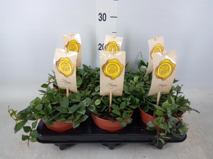 <h4>Hoya krohniana 'Splash'</h4>