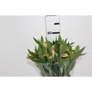 ALSTROEMERIA DUBAI 080 CM