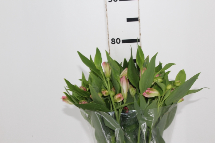 <h4>ALSTROEMERIA DUBAI 080 CM</h4>