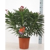 Nerium oleander
