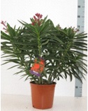 Nerium oleander