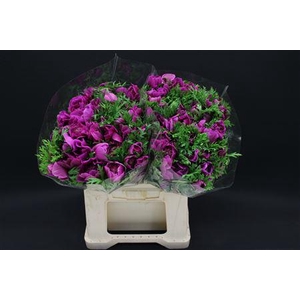 Anem Levante Orchid X100