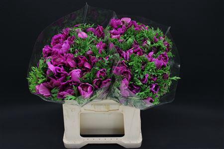 <h4>Anem Levante Orchid X100</h4>