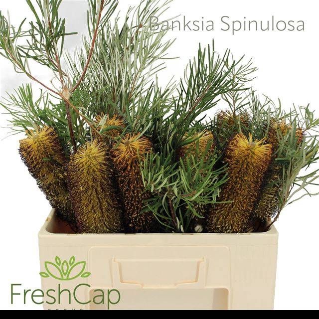 <h4>BANKSIA OV GROOTBL</h4>