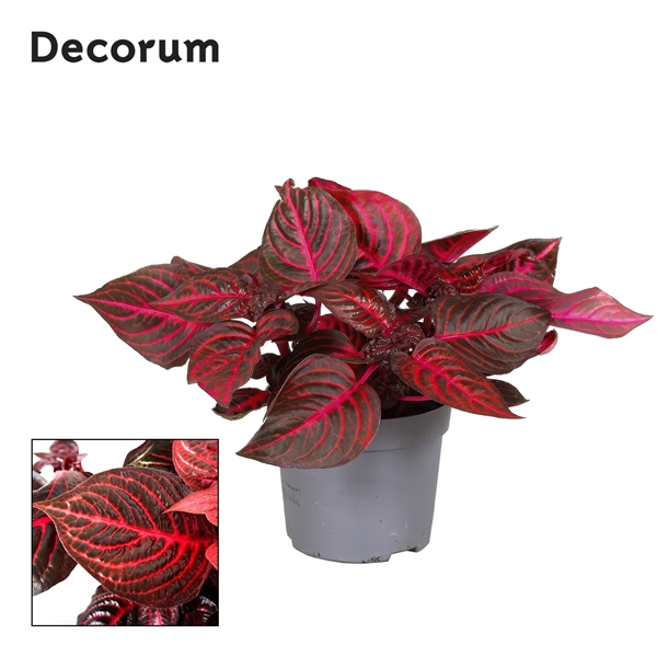 <h4>Iresine Herbstii Rich Redstar Decorum</h4>