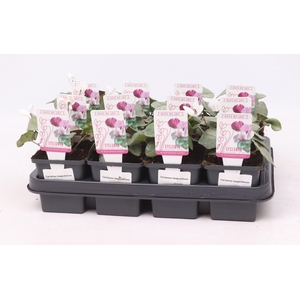 Cyclamen hederifolium 'Silverleaf White' 9 cm