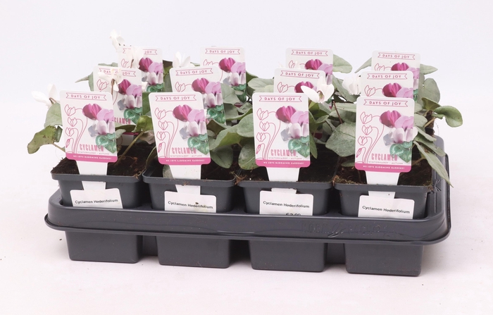 <h4>Cyclamen hederifolium 'Silverleaf White' 9 cm</h4>