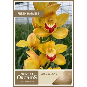 CYMB T MISS SAIGON