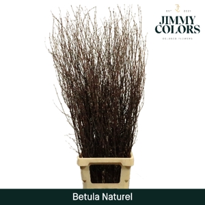 Betula L120 Naturel