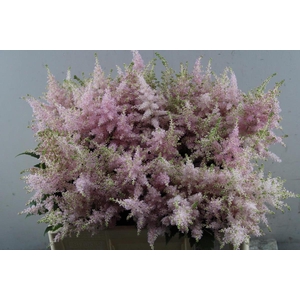 ASTILBE EUROPA (ROSE) KOK