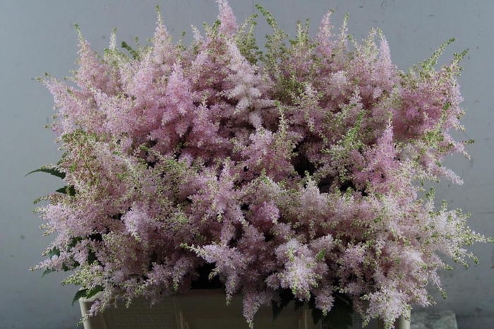 <h4>ASTILBE EUROPA (ROSE) KOK</h4>
