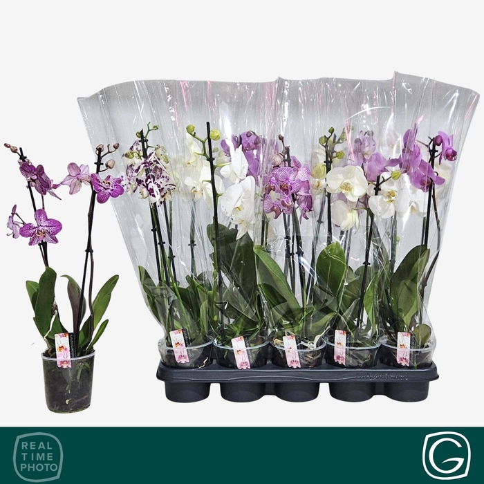 <h4>PHAL GEM 4 KL</h4>