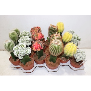 arr8 Cactus Gem
