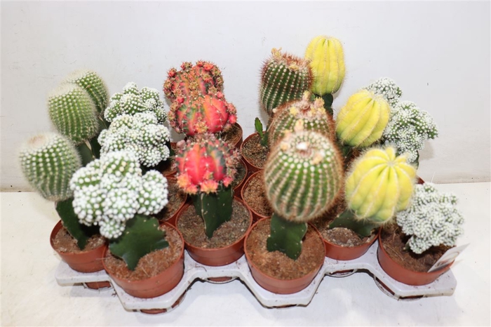 <h4>arr8 Cactus Gem</h4>