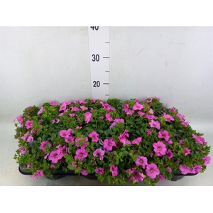 Calibrachoa  'Minifam Dbl Pink'