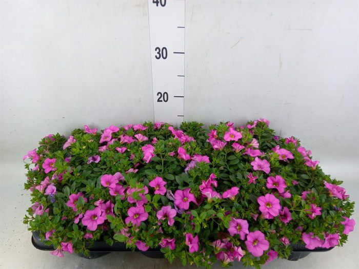 <h4>Calibrachoa  'Minifam Dbl Pink'</h4>