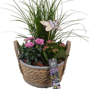 Arr.   Perkplanten L%