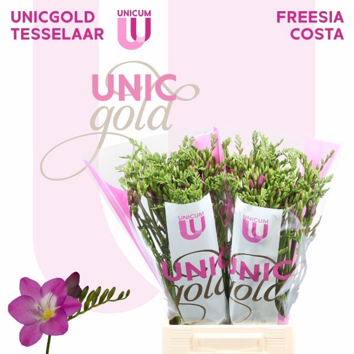 <h4>Freesia enk Costa</h4>