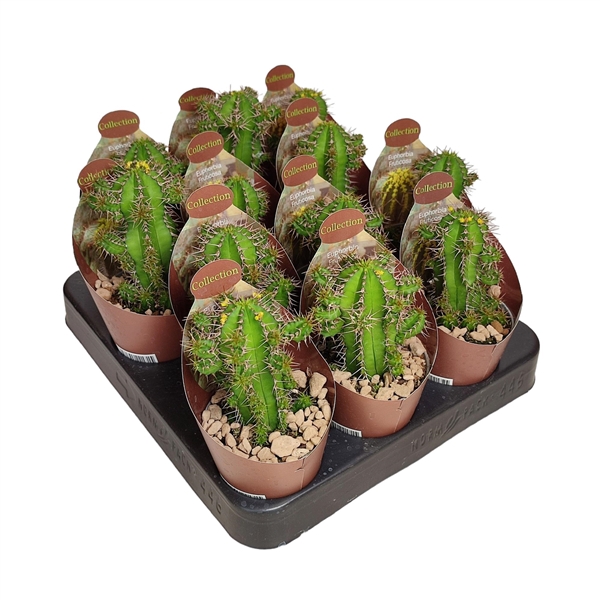 <h4>EUPHORBIA FRUTICOSA - POT Ø 6,5 - COLLECTION WITH POTCOVER (SUCCULENTEN)</h4>