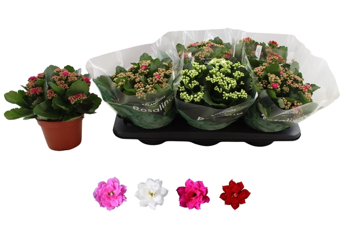 <h4>KAL GE RO GEM 4 KL</h4>