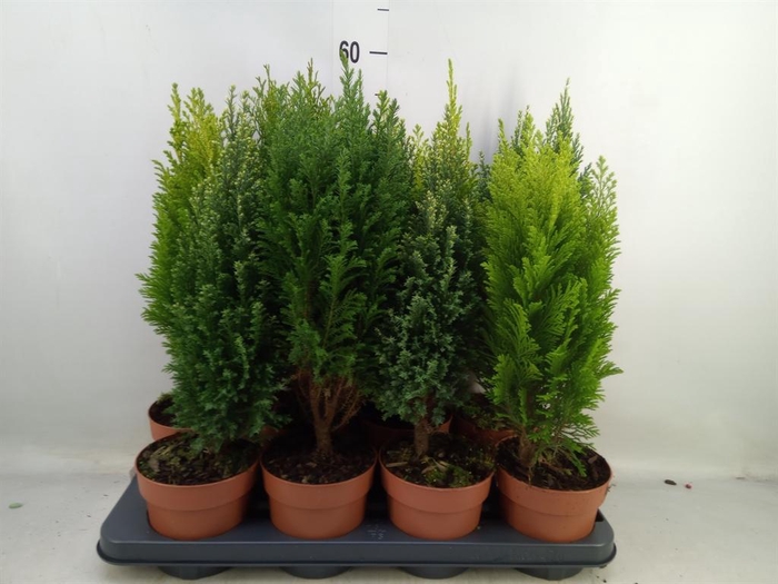<h4>Conifers   ...mix</h4>