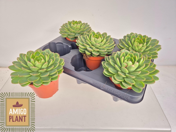 <h4>ECHEV ROSETTA CHICO</h4>