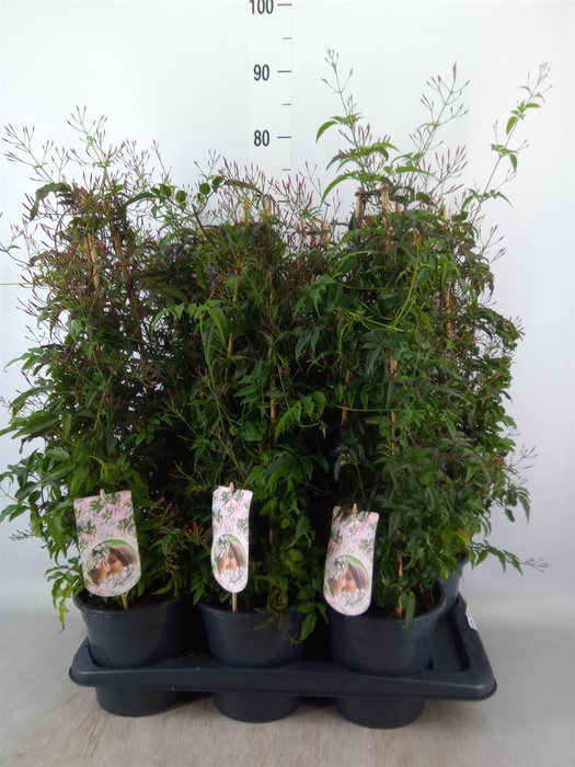 <h4>Jasminum polyanthum   ...rose</h4>