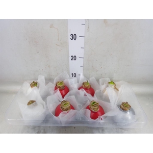 Hippeastrum   ...waxed