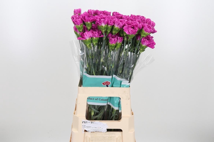 <h4>Di St Frenesi</h4>