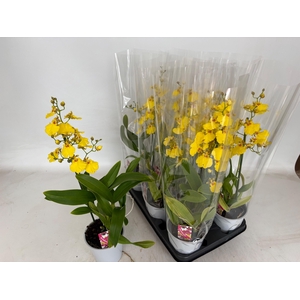ONCIDIUM OV