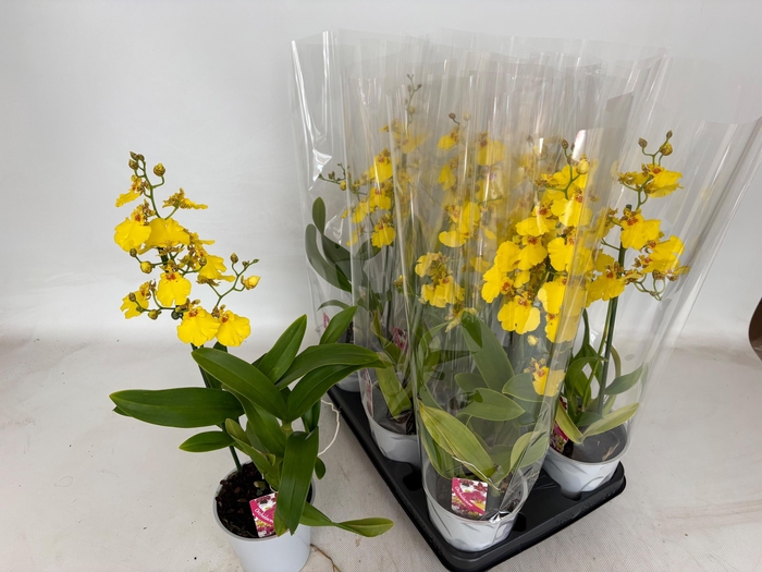 <h4>ONCIDIUM OV</h4>