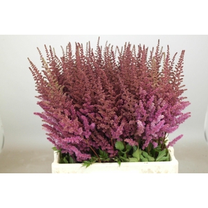 Astilbe Maggie Daley