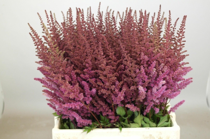<h4>Astilbe Maggie Daley</h4>