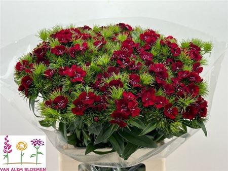 <h4>Di Barb S Will Red</h4>