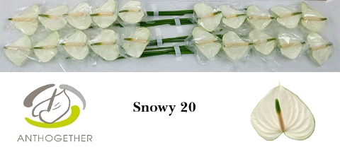 ANTH A SNOWY 20