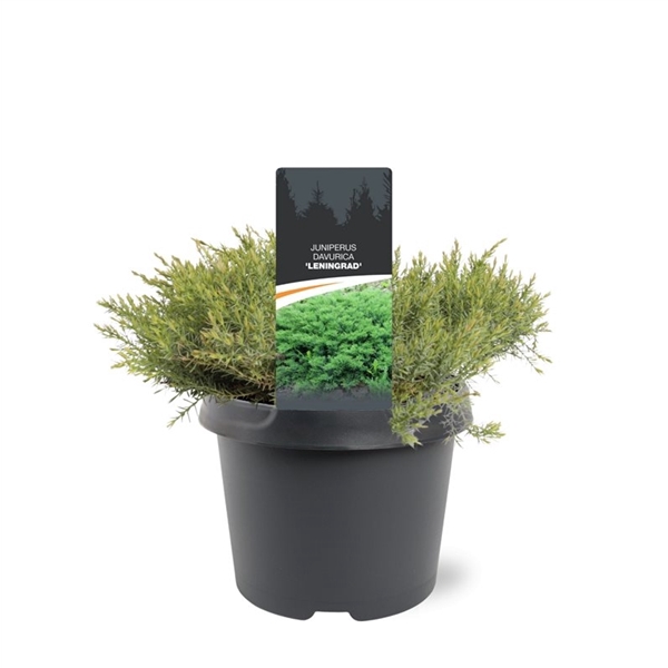<h4>Juniperus davurica 'Leningrad'  30-40 C3</h4>