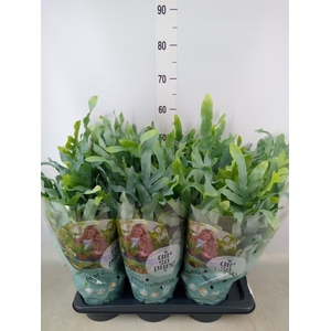 Phlebodium aureum 'Blue Star'