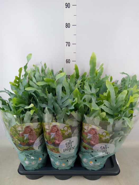 <h4>Phlebodium aureum 'Blue Star'</h4>